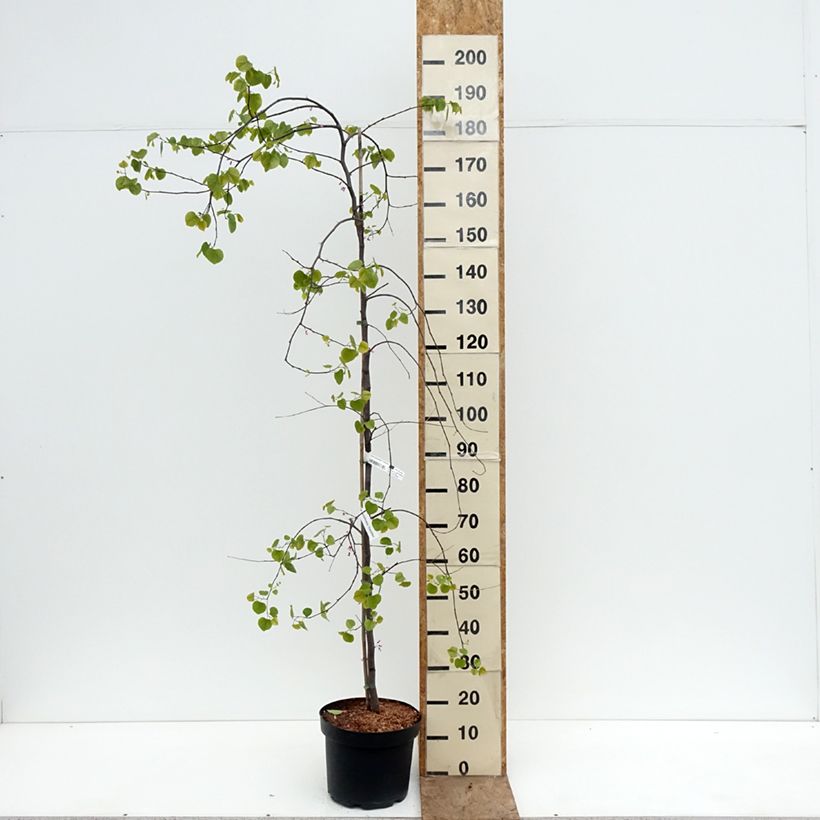 Spécimen de Cercis canadensis Traveller - Arbre de Judée Pot de 7,5L/10L tel que livré au printemps