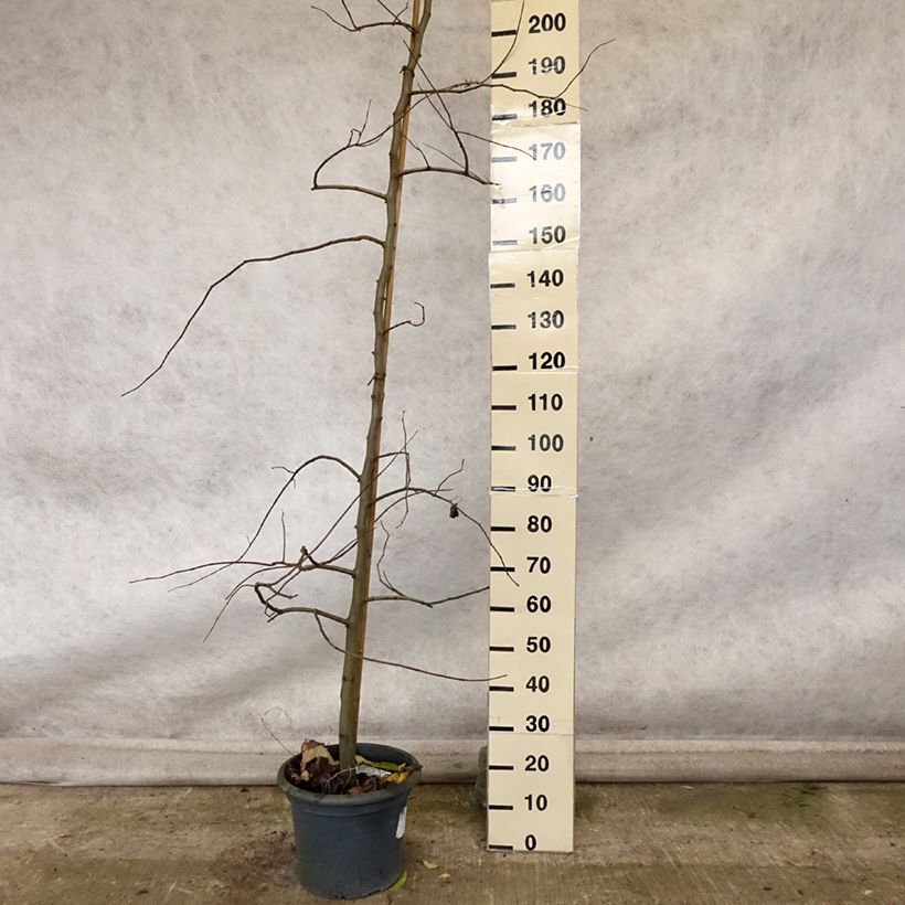 Spécimen de Cercis canadensis Vanilla Twist - Gainier du Canada pleureur blanc Pot de 4L/5L, Baliveau tel que livré en automne
