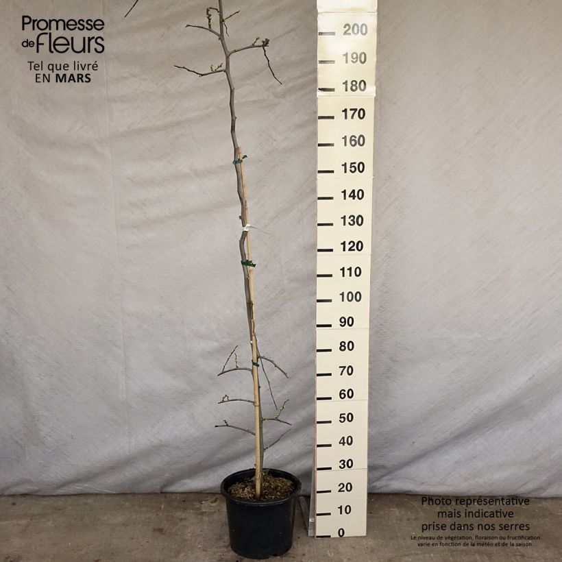 Example of Cercis canadensis Vanilla Twist - Gainier du Canada pleureur blanc Pot de 4L/5L, Baliveau as you get in printemps