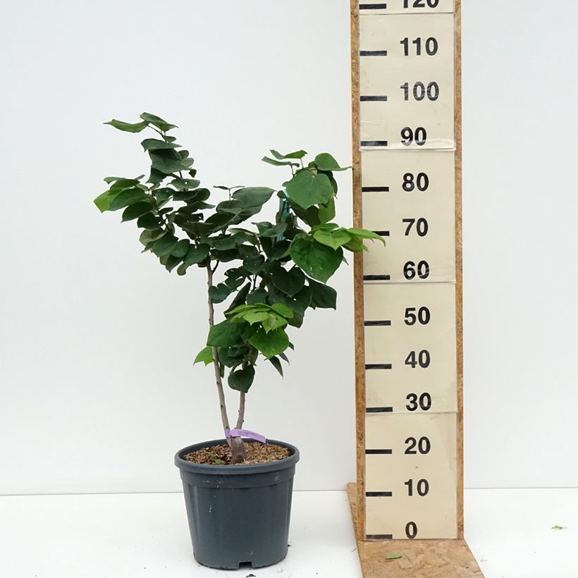Spécimen de Cercis chinensis Avondale - Arbre de Judée Pot de 7,5L/10L tel que livré en été