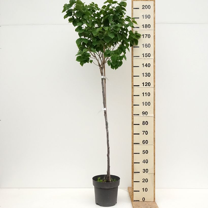 Example of Cercis chinensis Don Egolf - Gainier de Chine compact Pot de 12L/15L, Tige, Tige de 120 cm as you get in printemps