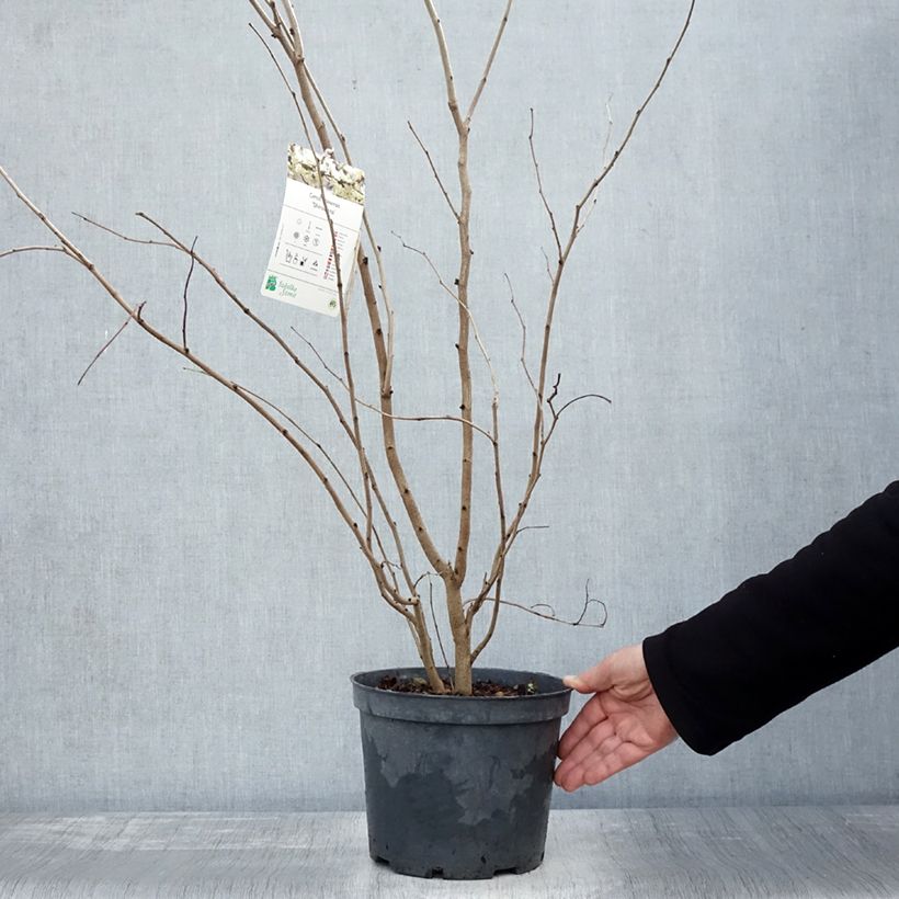 Spécimen de Cercis chinensis Shirobana - Gainier de Chine Pot de 4L/5L tel que livré en automne