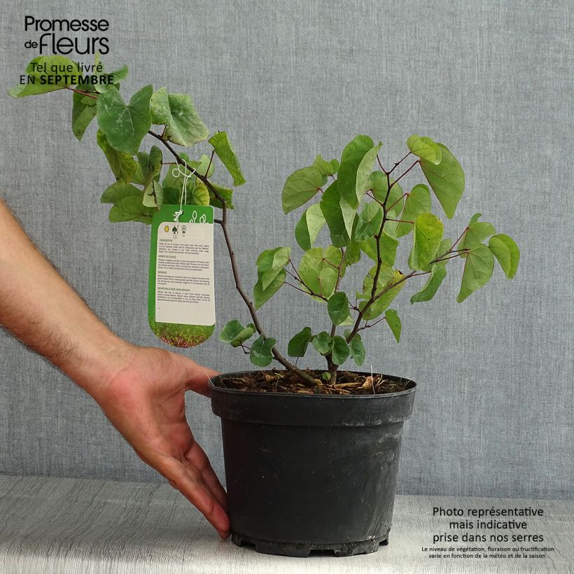 Spécimen de Cercis siliquastrum - Arbre de Judée Pot de 3L/4L tel que livré en été