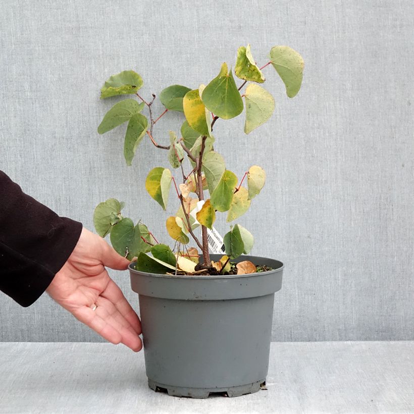 Spécimen de Cercis siliquastrum - Arbre de Judée Pot de 3L/4L tel que livré en automne