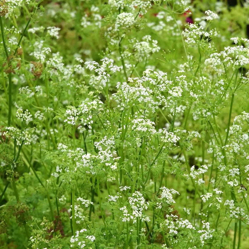 Cerfeuil commun en plants - Anthriscus cerefolium (Floraison)