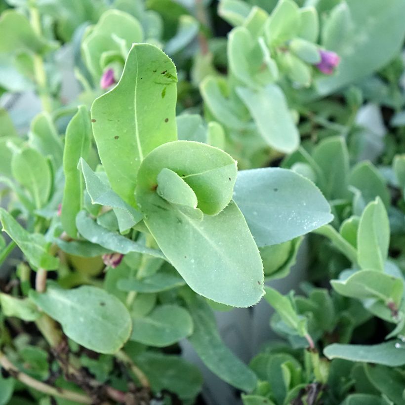 Cerinthe glabra - Cérinthe glabre (Foliage)