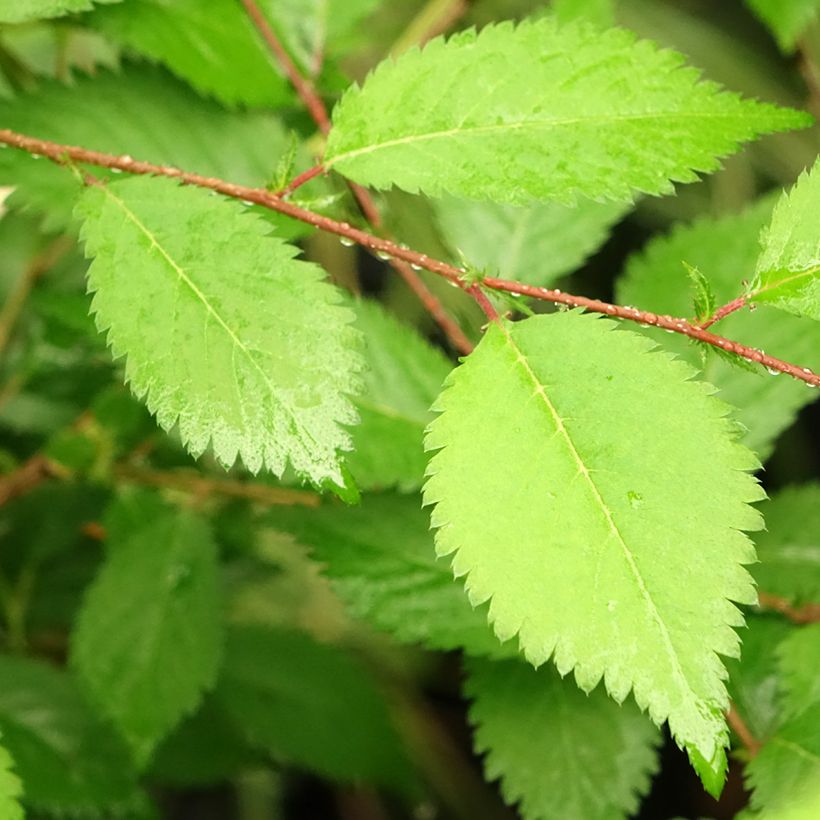 Cerisier à fleurs du Japon nain - Prunus incisa Mikinori (Foliage)