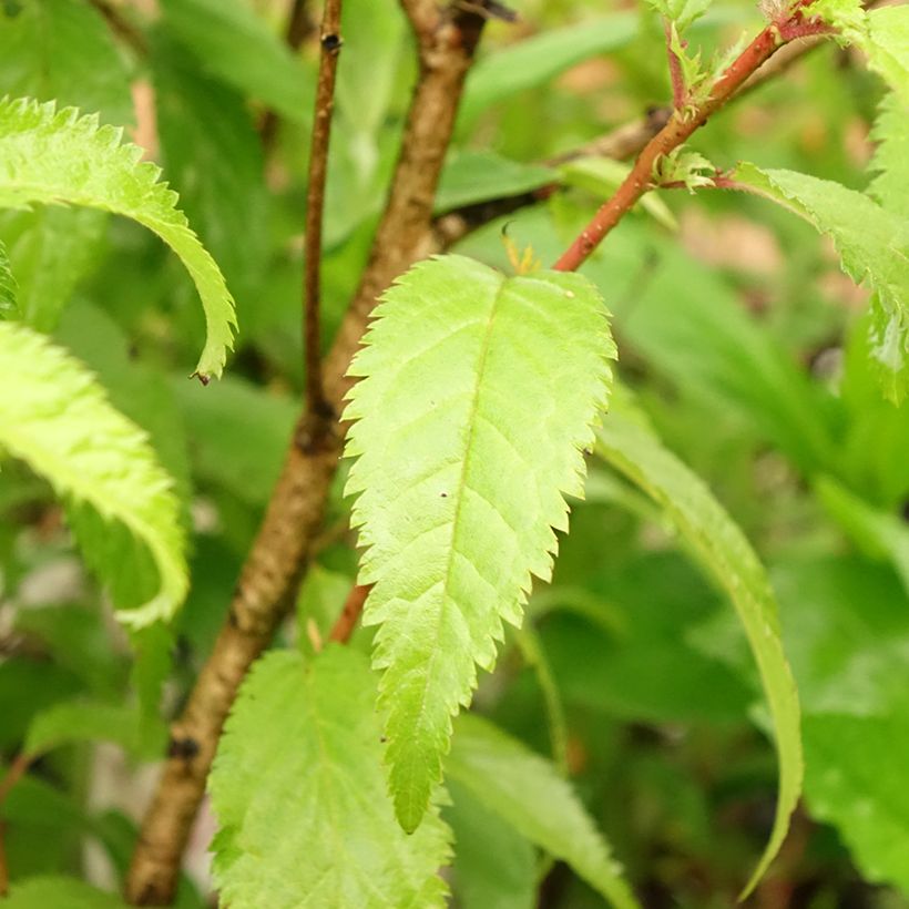 Cerisier à fleurs du Japon nain - Prunus incisa Oshidori (Feuillage)