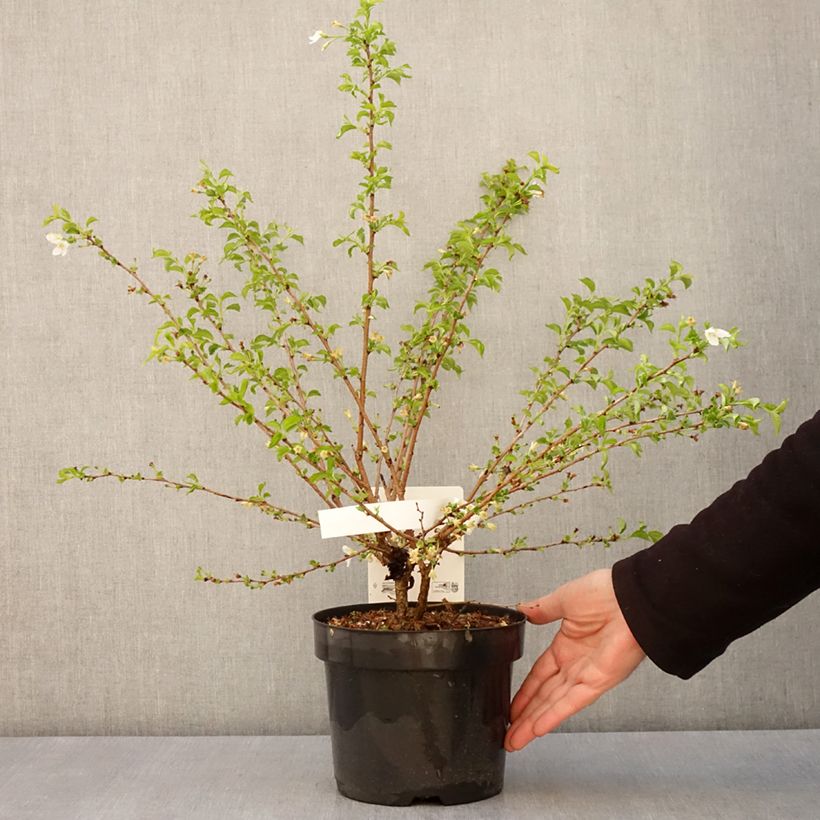 Spécimen de Cerisier à fleurs du Japon nain - Prunus incisa Yamadei Pot de 2L/3L tel que livré au printemps