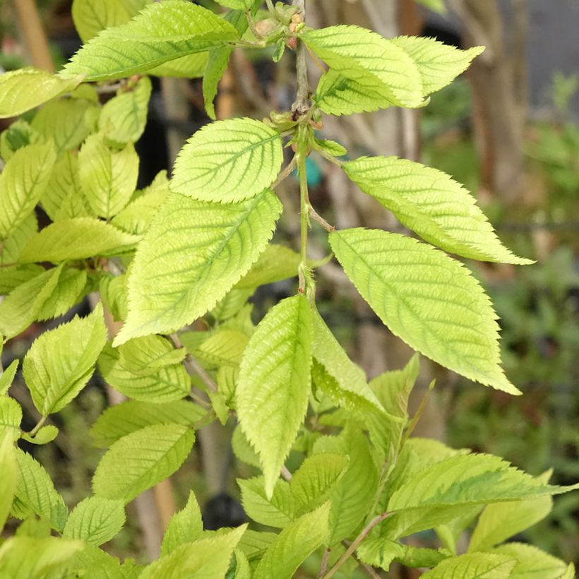 Cerisier à fleurs du Japon - Prunus incisa Frilly Frock (Feuillage)