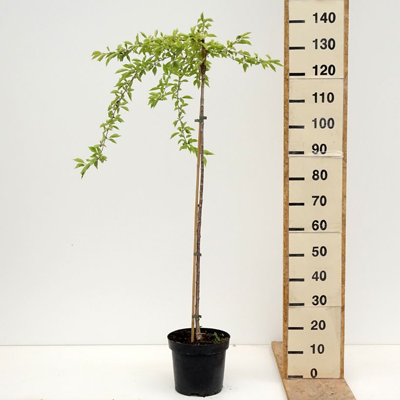 Spécimen de Cerisier à fleurs du Japon - Prunus incisa Frilly Frock Pot de 7,5L/10L, Tige tel que livré au printemps