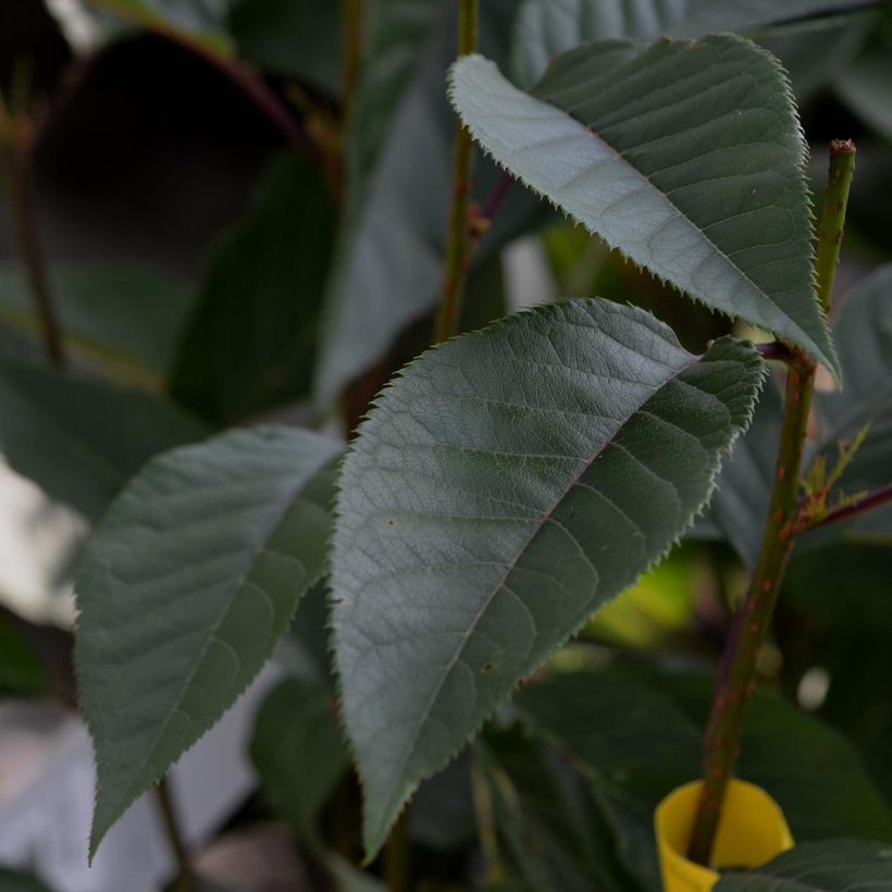 Cerisier à fleurs du Japon - Prunus serrulata Kanzan (Foliage)