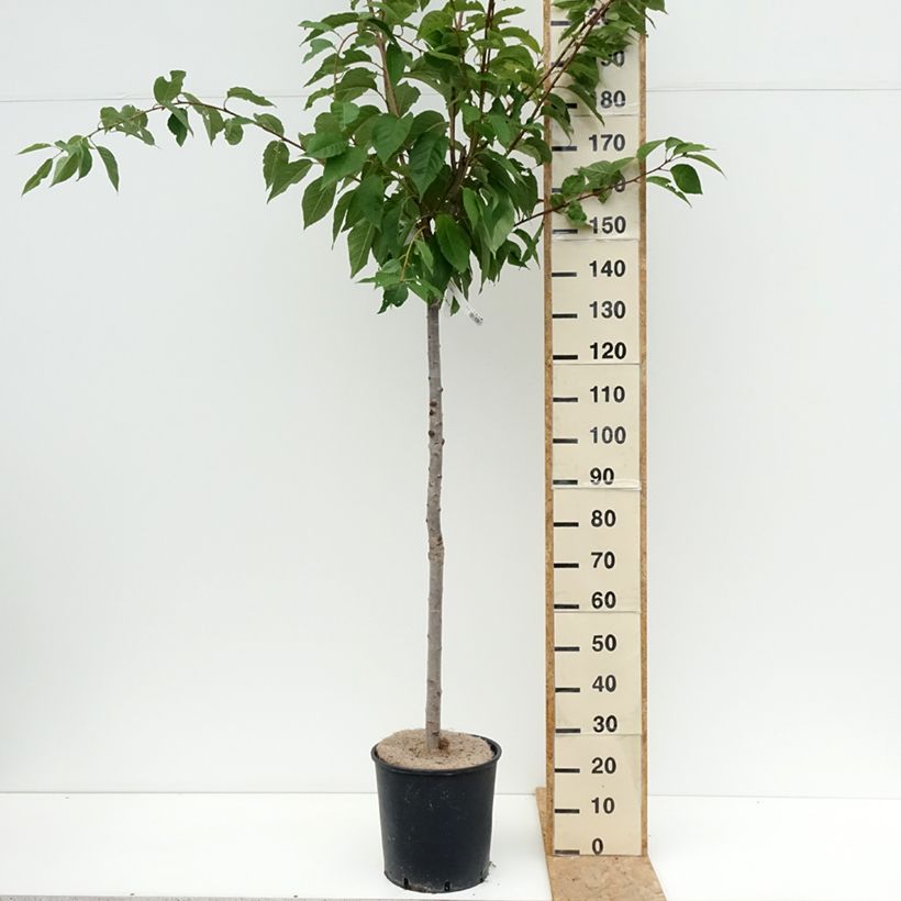 Spécimen de Cerisier à fleurs du Japon - Prunus serrulata Kanzan Pot de 7,5L/10L tel que livré en été