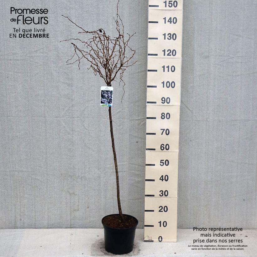 Spécimen de Cerisier à fleurs nain du Japon - Prunus incisa Kojo no mai Pot de 4L/5L, Tige tel que livré en automne