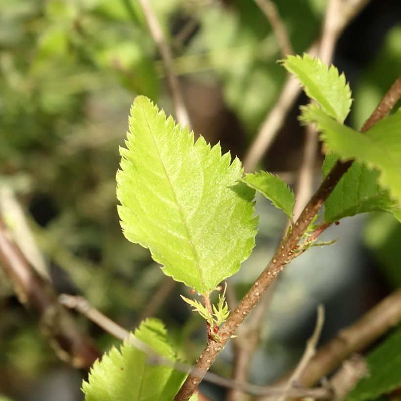 Cerisier à fleurs - Prunus Hally Jolivette (Feuillage)