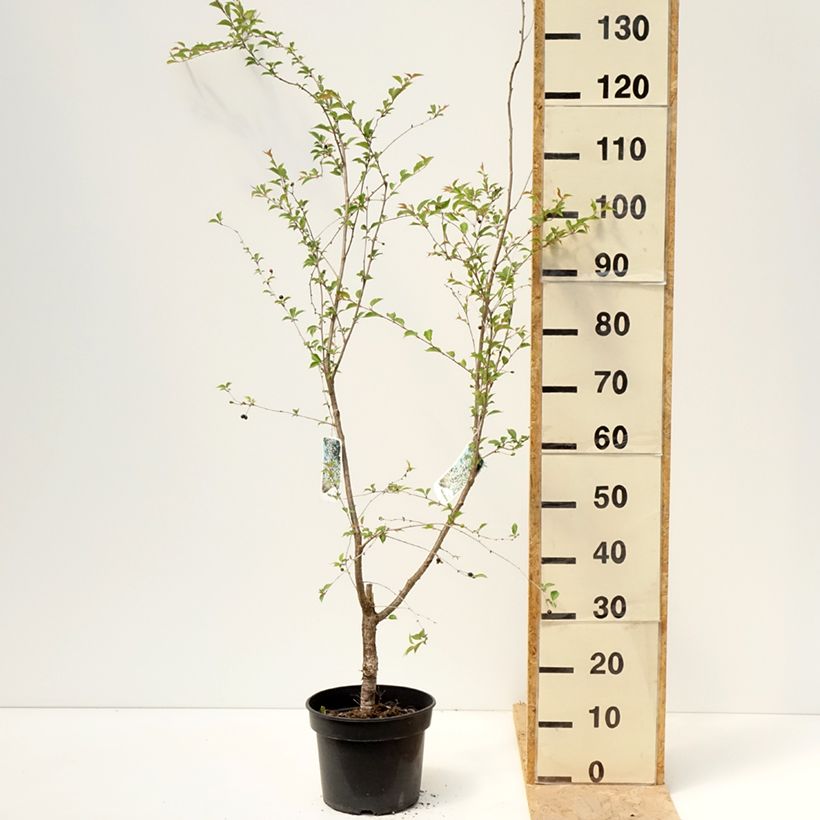 Spécimen de Cerisier à fleurs - Prunus Hally Jolivette Pot de 4L/5L tel que livré au printemps