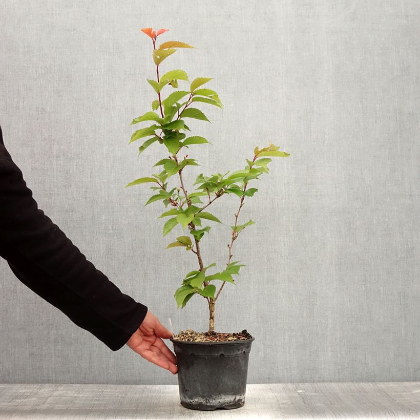 Example of Cerisier à fleurs - Prunus hillieri Spire Pot de 3L/4L as you get in printemps