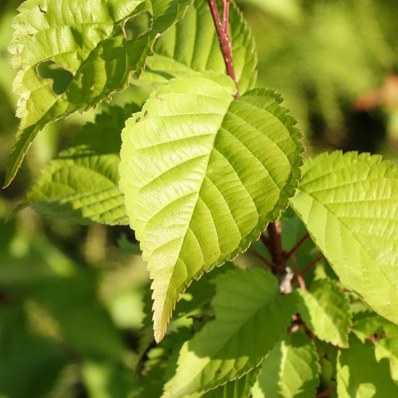 Cerisier à fleurs - Prunus hillieri Spire (Foliage)