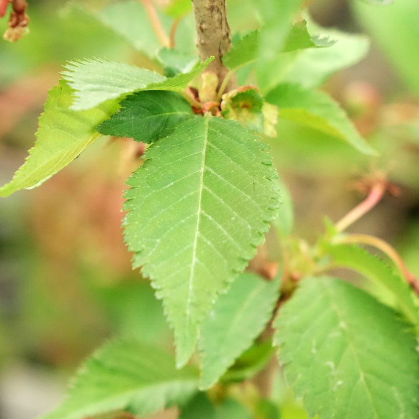 Cerisier à fleurs - Prunus nipponica Brillant (Foliage)