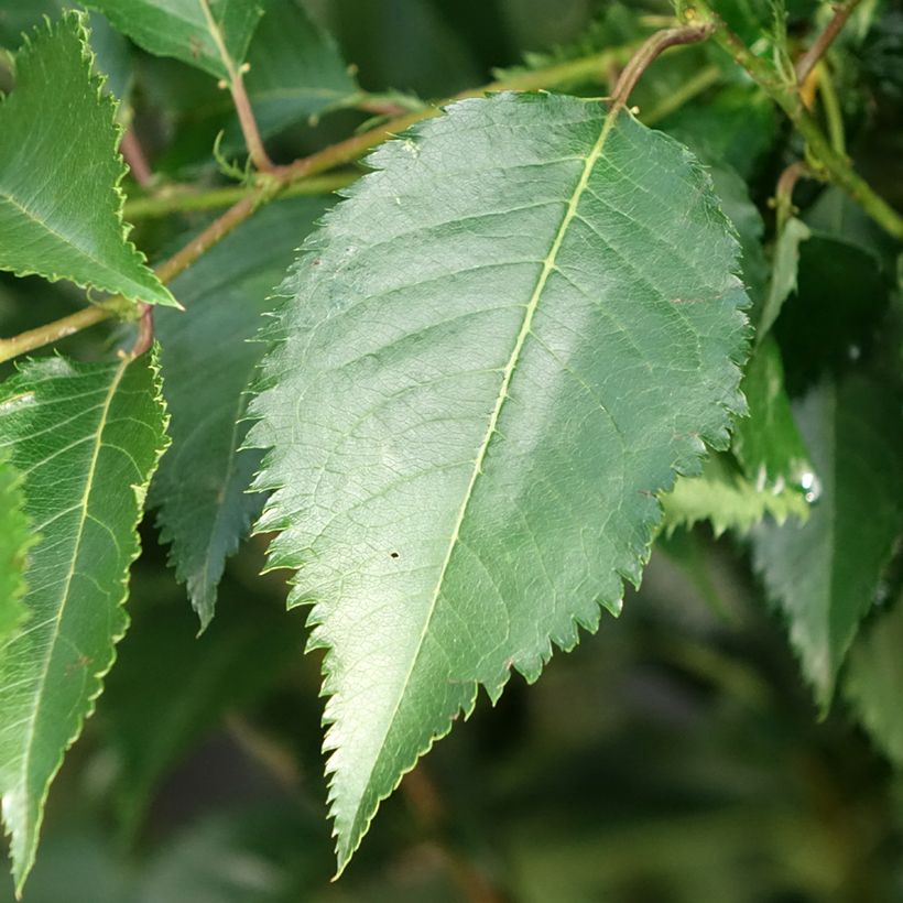 Cerisier à fleurs - Prunus Pandora (Foliage)
