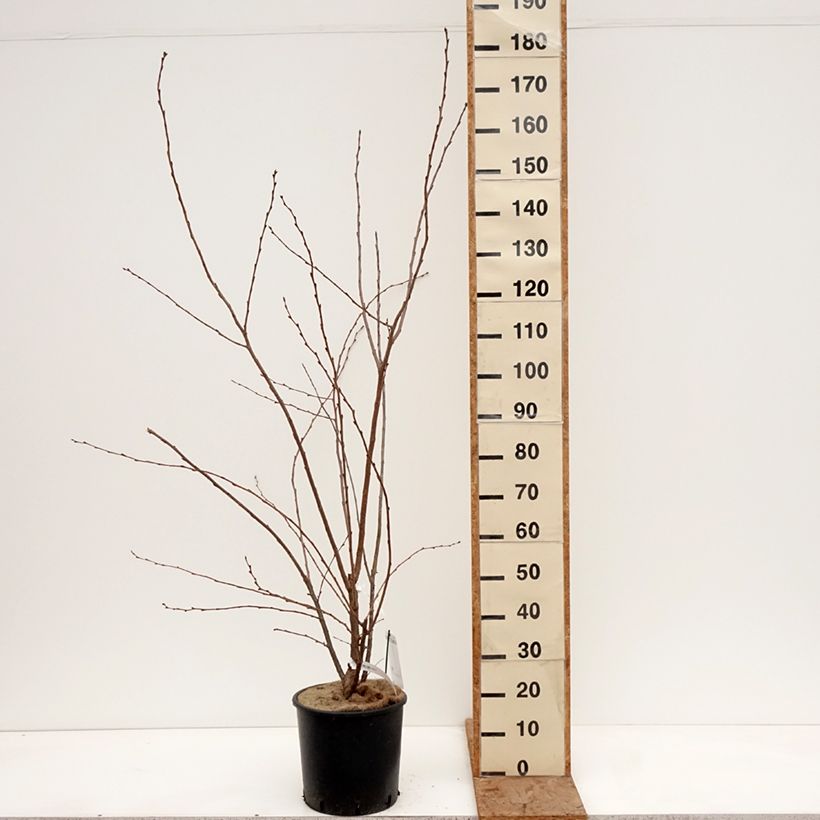 Example of Cerisier à fleurs - Prunus Royal Flame Pot de 12L/15L as you get in hiver