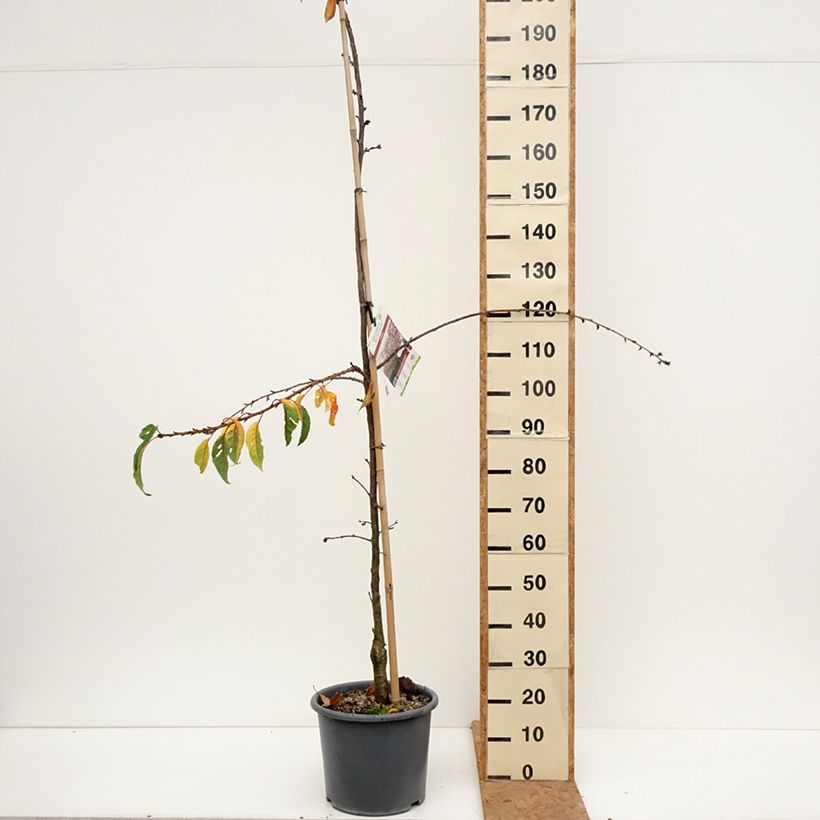 Spécimen de Cerisier à fleurs - Prunus serrulata Kiku Shidare Zakura  Pot de 7,5L/10L tel que livré en automne