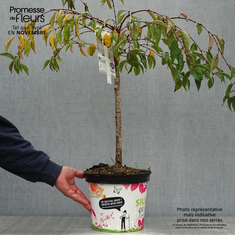 Spécimen de Cerisier à fleurs - Prunus Snow Fountains Pot de 7,5L/10L, Tige, Tige 40 cm tel que livré en automne