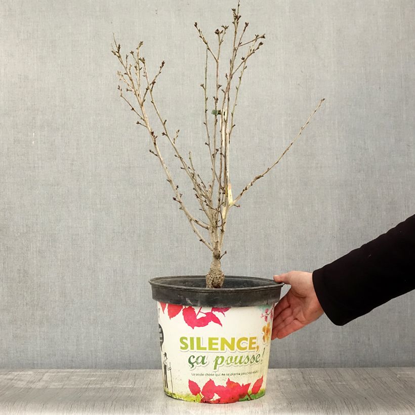 Spécimen de Cerisier à fleurs - Prunus subhirtella Fukubana Pot de 7,5L/10L tel que livré en automne