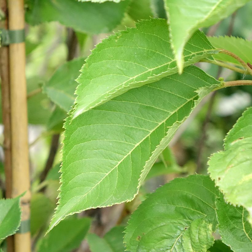 Cerisier à fleurs - Prunus yedoensis  (Foliage)