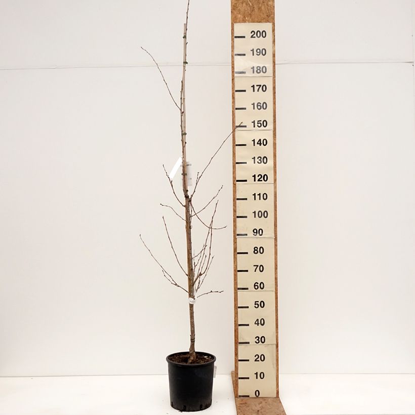 Example of Cerisier à fleurs - Prunus yedoensis  Pot de 12L/15L as you get in hiver