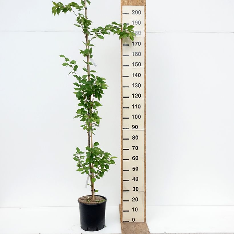 Spécimen de Cerisier à fleurs - Prunus yedoensis  Pot de 12L/15L tel que livré au printemps