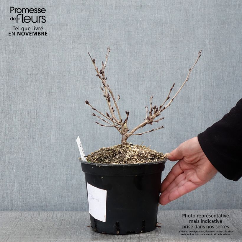Example of Cerisier à fleurs - Prunus yedoensis  Pot de 3L/4L as you get in automne