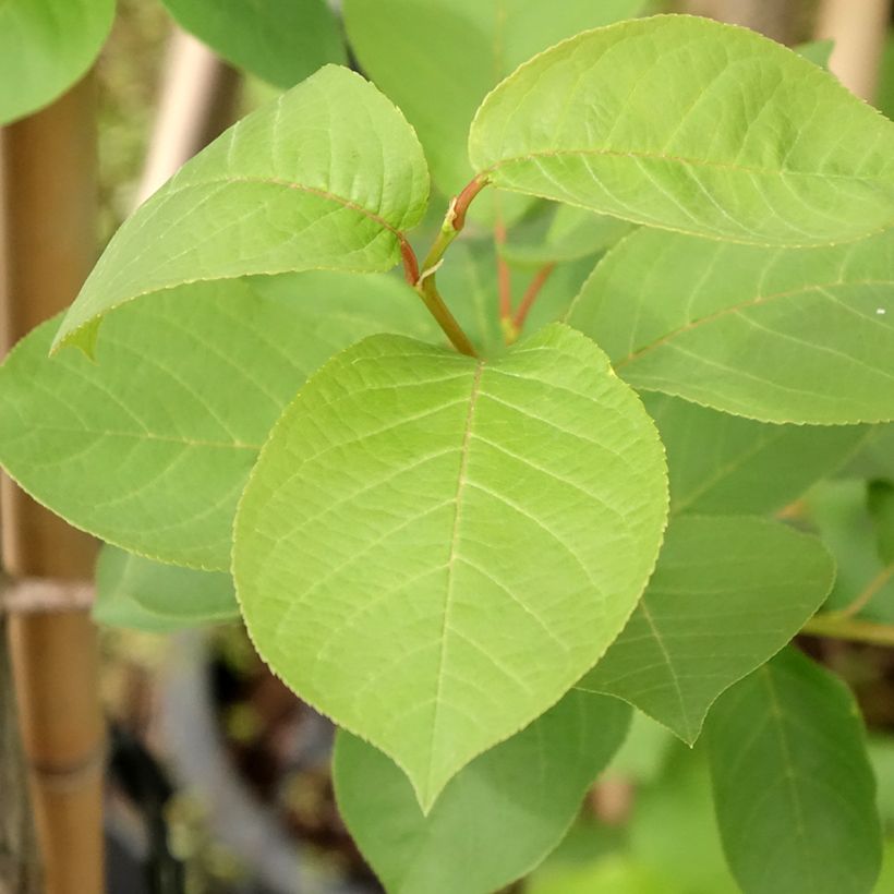 Cerisier à grappes de Virginie - Prunus virginiana Canada Red (Foliage)
