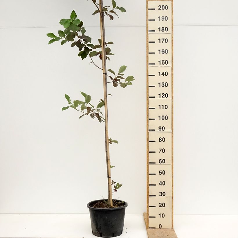 Example of Cerisier à grappes de Virginie - Prunus virginiana Canada Red Pot de 20L/25L as you get in printemps