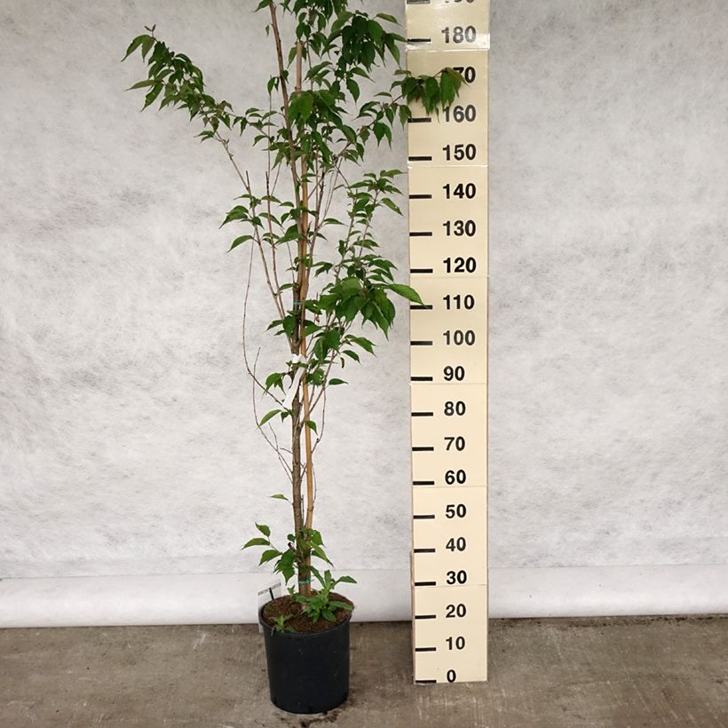 Example of Cerisier à grappes - Prunus serrulata Sunset Boulevard Pot de 12L/15L as you get in printemps
