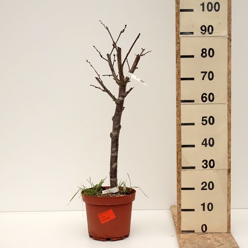 Spécimen de Cerisier Allegria Delbard - Prunus cerasus  Pot de 7,5L/10L, Gobelet tel que livré en hiver