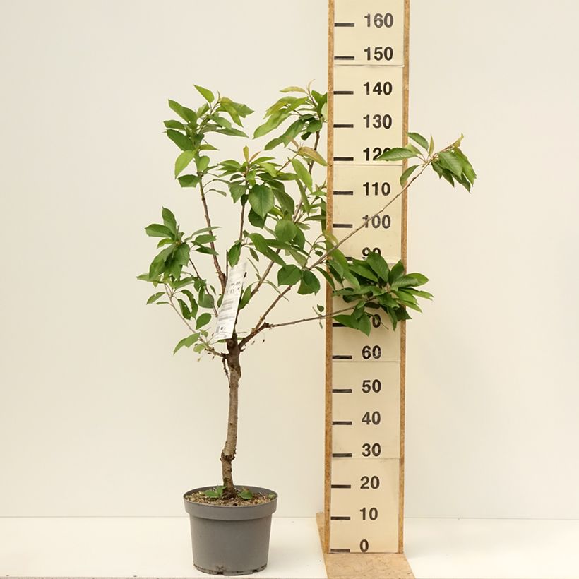 Spécimen de Cerisier Belle Magnifique - Georges Delbard Pot de 7,5L/10L, Gobelet tel que livré au printemps