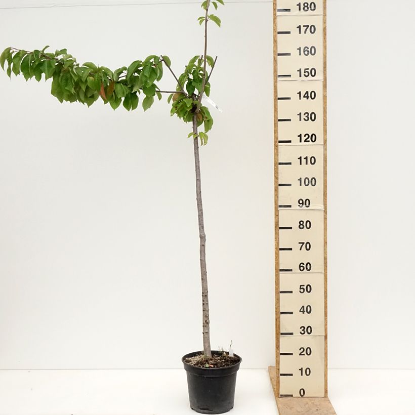 Example of Cerisier bigarreau Bigalise - Georges Delbard Pot de 7,5L/10L, Demi-Tige as you get in printemps