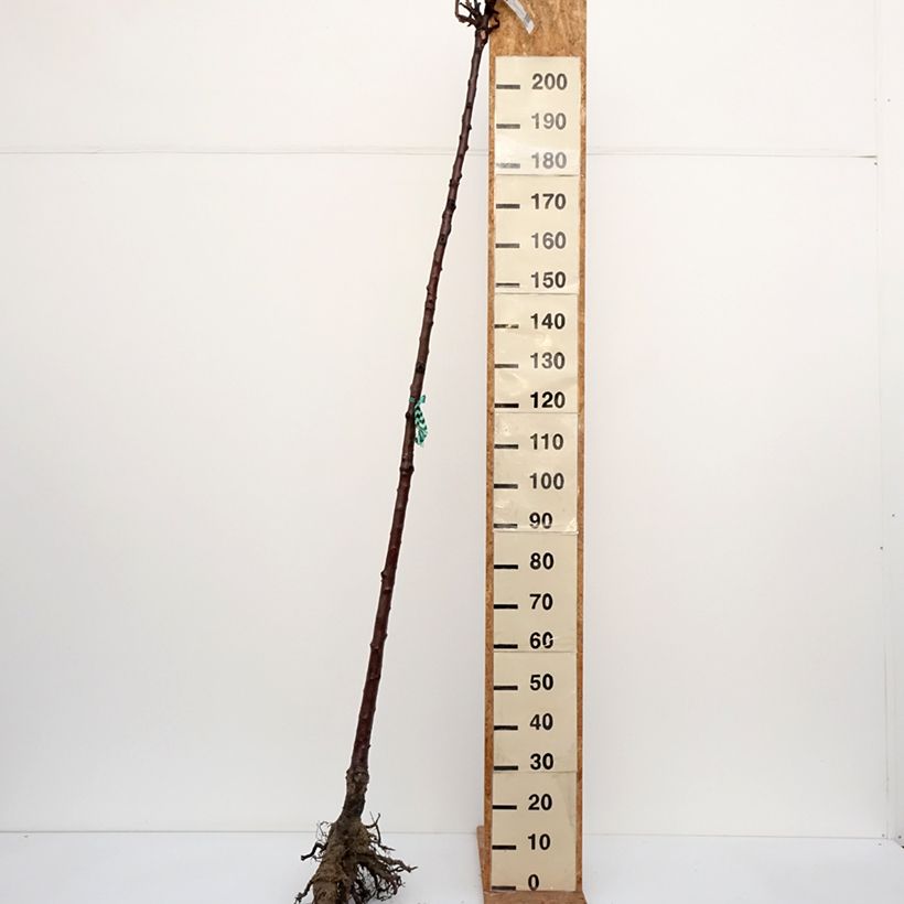 Example of Cerisier Bigarreau Burlat Racines nues, Haute-Tige as you get in hiver