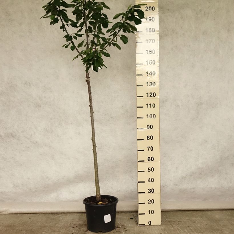 Spécimen de Cerisier Bigarreau Burlat Pot de 7,5L/10L, Demi-Tige tel que livré en été