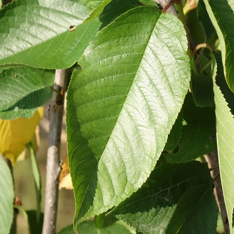 Cerisier Bigarreau Délice de Malicorne - Georges Delbard (Feuillage)