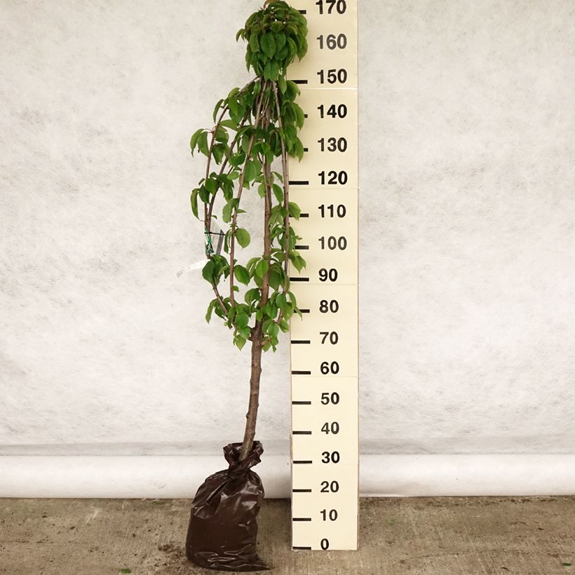 Spécimen de Cerisier Bigarreau Hâtif Delbard - Georges Delbard Motte "Prêt-à-planter", Gobelet tel que livré au printemps