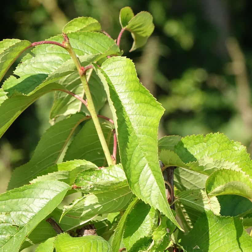 Cerisier Bigarreau Hâtif Delbard - Georges Delbard (Feuillage)