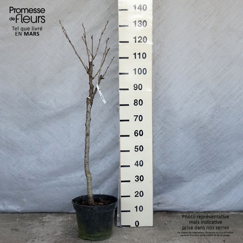 Example of Cerisier Bigarreau Moreau - Prunus avium Pot de 7,5L/10L, Gobelet as you get in printemps