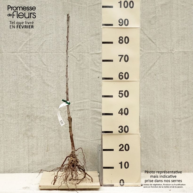 Spécimen de Cerisier Bigarreau Noir de Meched Bio Racines nues tel que livré en hiver