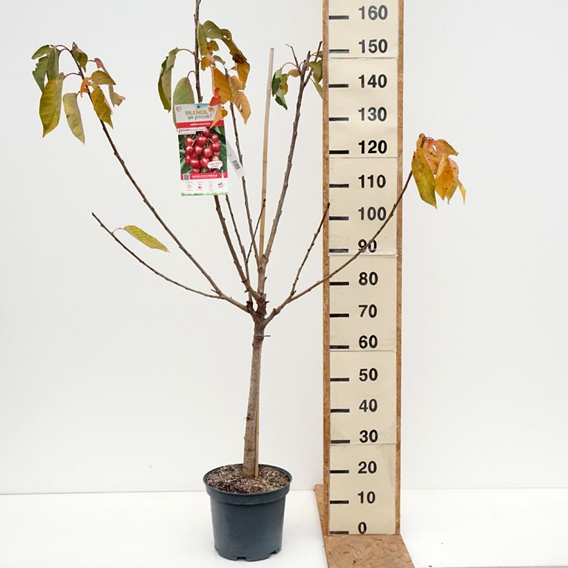 Spécimen de Cerisier Bigarreau Summit  Pot de 7,5L/10L, Gobelet tel que livré en automne