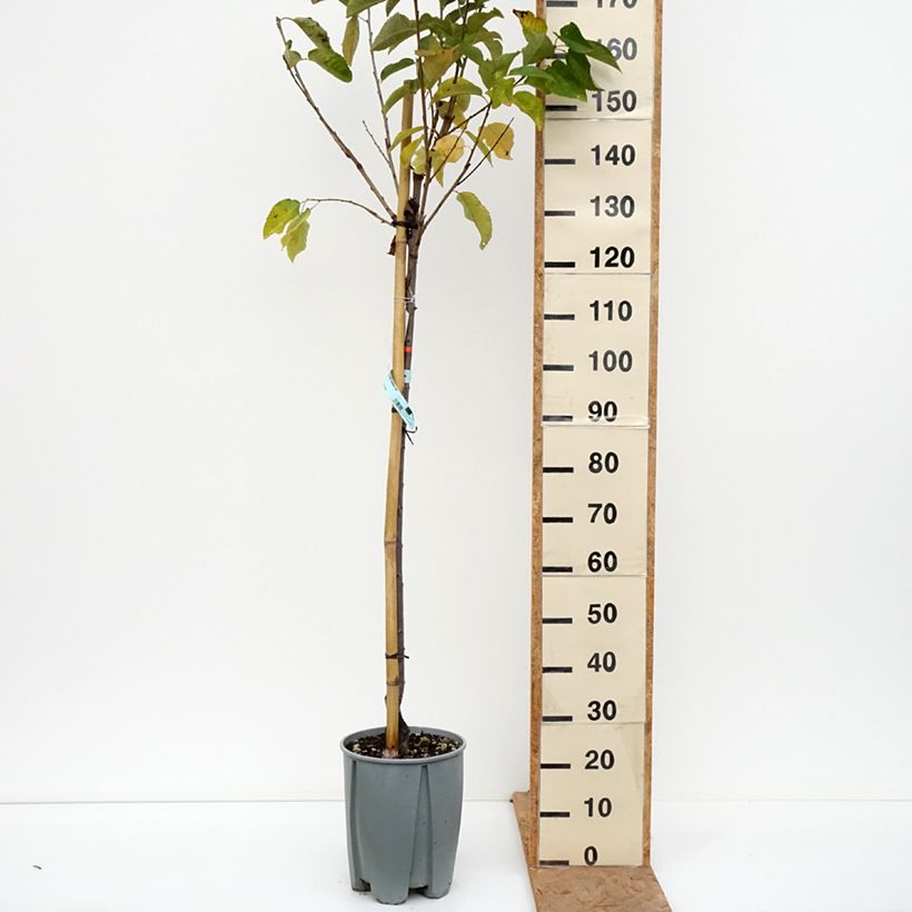 Spécimen de Cerisier Bigarreau Van Pot de 7,5L/10L, Demi-Tige tel que livré en automne