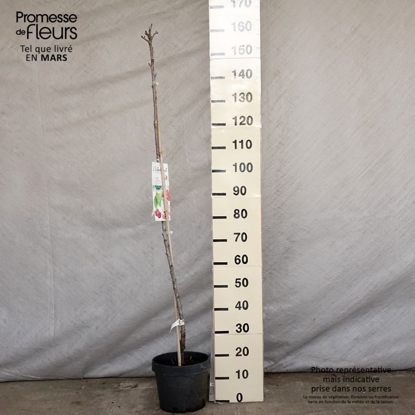 Spécimen de Cerisier colonnaire Hong Kong - Prunus cerasus Pot de 6L/7L, Colonnaire tel que livré au printemps