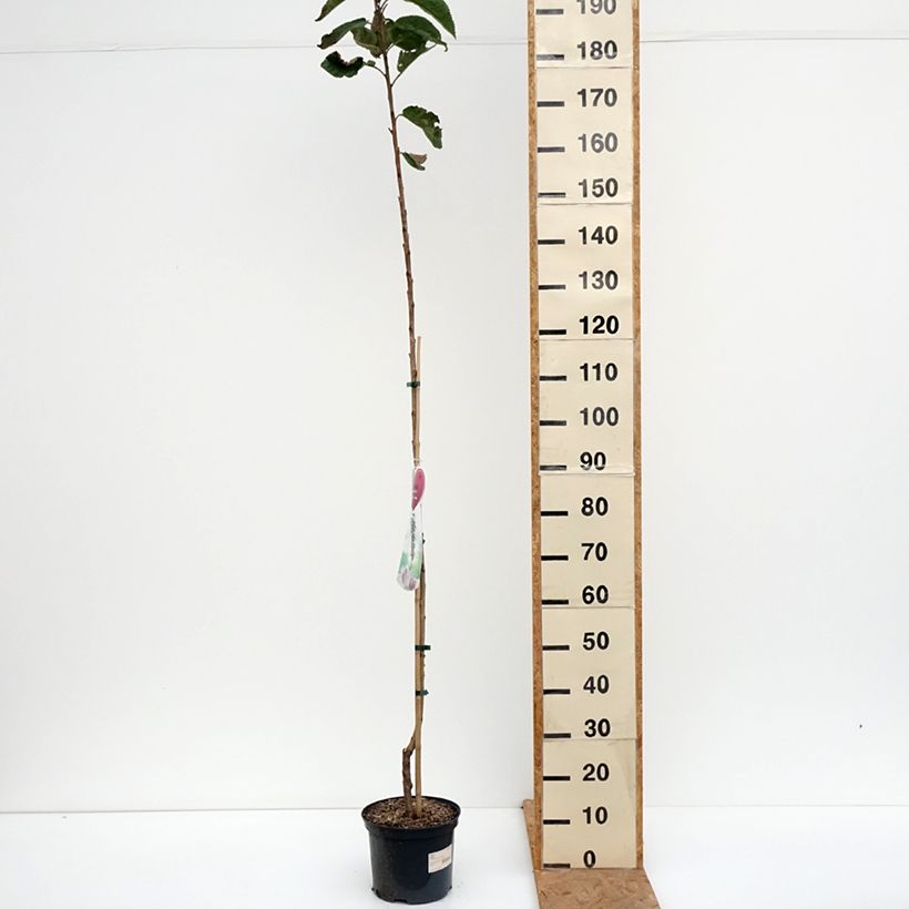 Spécimen de Cerisier colonnaire Sylvia - Cerisier nain Pot de 4L/5L, Colonnaire tel que livré en automne