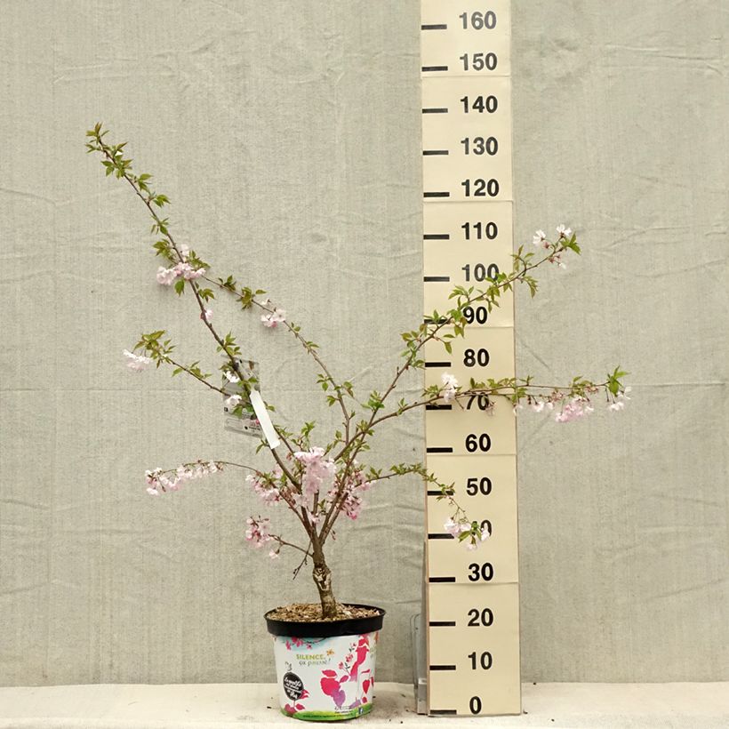 Example of Cerisier du Japon - Prunus Accolade Pot de 7,5L/10L as you get in printemps